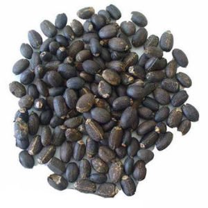 JATROPHA SEED