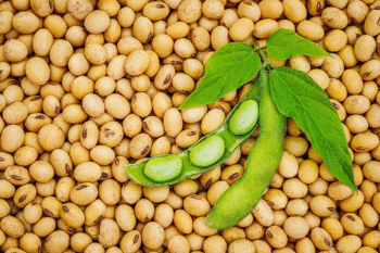 Soybean for sale