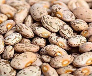 PINTO BEANS