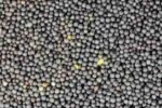 RAPE SEED