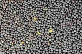 RAPE SEED