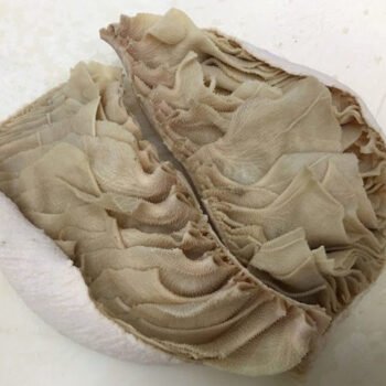 Beef omasum