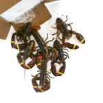 Fresh Lobstar