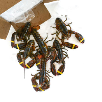 Fresh Lobstar