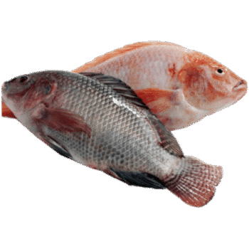 Frozen Tilapia Fish