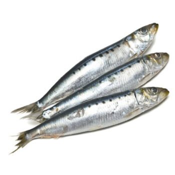 Frozen Anchovy Fish