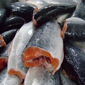 Frozen Salmon Fish